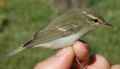 Зеленая пеночка фото (Phylloscopus trochiloides) - изображение №2394 onbird.ru.<br>Источник: www.talking-naturally.co.uk